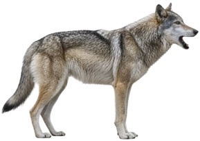 a wolf standing on a white background.jpg
